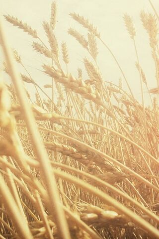 Golden Waves of Grain 🌾✨