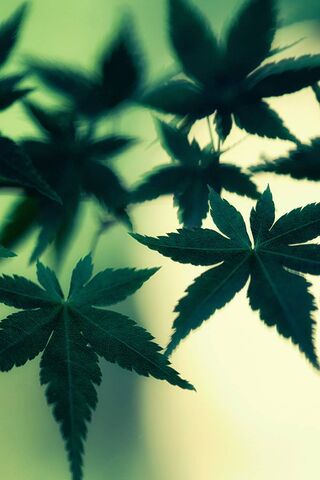 Nature's Resilience: Th..