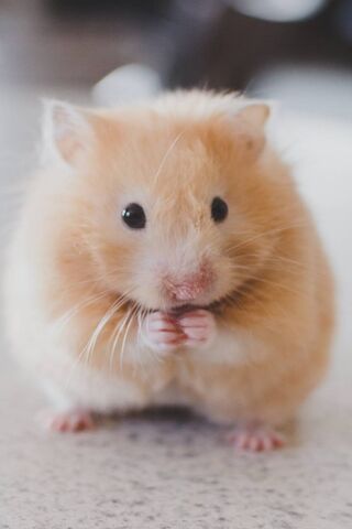 Hamster Happiness: The ..