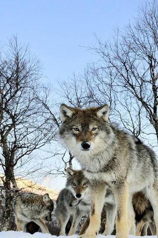 Pack Of Wolfs