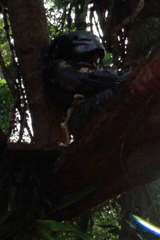 The Stealthy Hunter in the Jungle 🌿👀