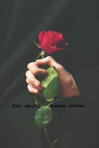 A Moment of Reflection 🌹