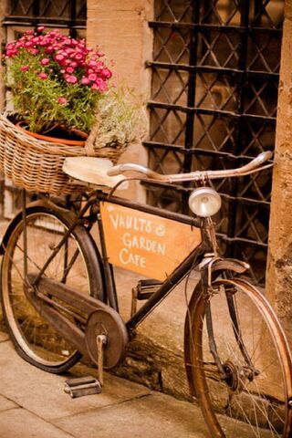 Charming Café Bicycle 🌼🚲
