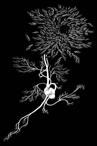 Roots of Serenity: The White Chrysanthemum