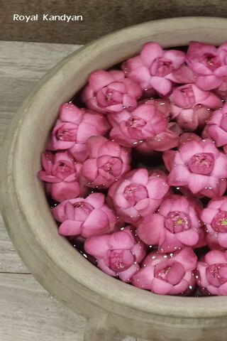 Serenity in Bloom: The Lotus Collection 🌸