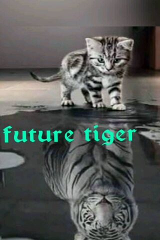 Tiger Dreams