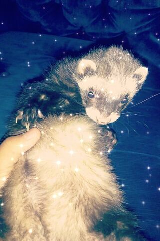 The Enchanted Ferret: A Whimsical Companion
