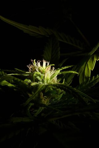 Dank Delights: Nature's Green Treasure 🌿✨