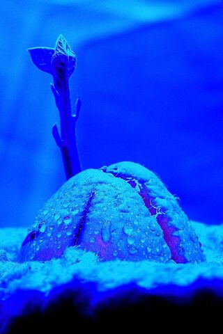 Awakening Dreams: The Seed of Possibility 🌱✨