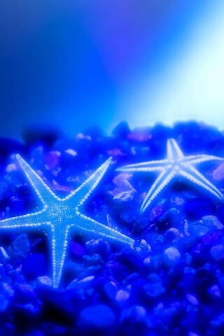 Mystical Blue Sea Stars Beneath the Waves 🌊✨