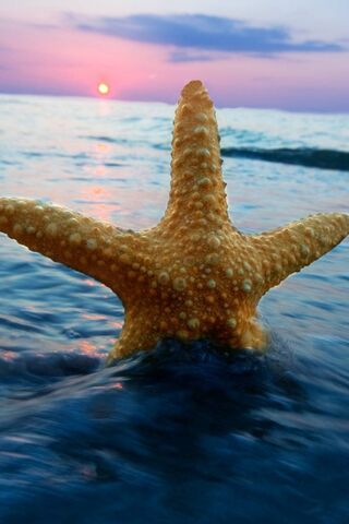 Starfish Serenity: A Sunset Escape 🌅⭐