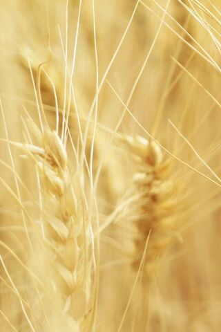 Golden Spikes of Harvest 🌾✨