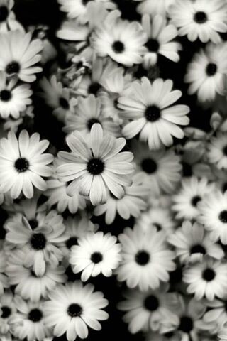 Whispers of Spring: A Monochrome Floral Dream 🌼✨