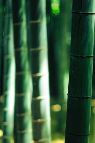 Whispers of the Bamboo Grove 🌿✨