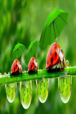 Dewy Adventures of the Ladybug Brigade 🌧️🐞