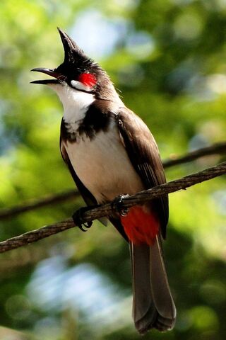 Chirpy Charmer: The Red Whiskered Bulbul 🎶🐦