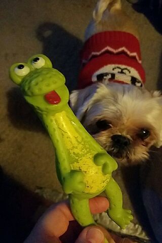 The Great Toy Takeover! 🐾🎉