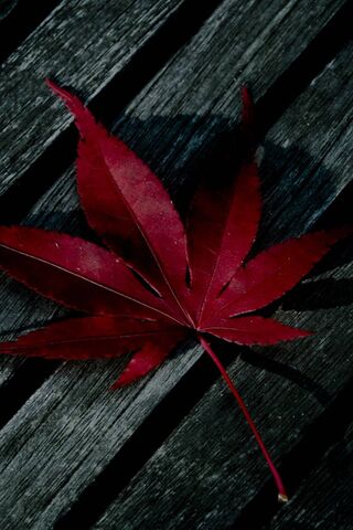 Crimson Elegance: The B..