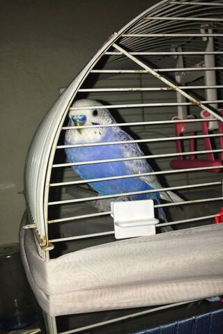 Bysquerseri