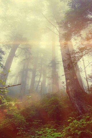 Enchanted Mist: A Journey Through the Foggy Forest 🌲🌫️