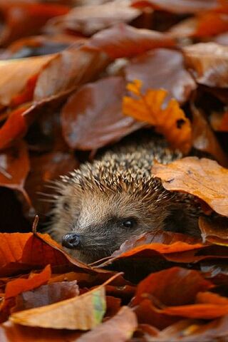 Autumn Hideaway: The Co..