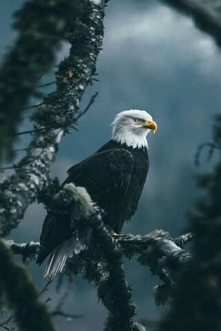 Majestic Guardian of th..