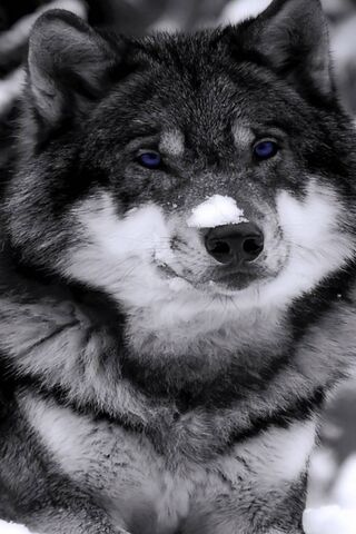 Mystical Blue-Eyed Wolf: Nature's Enigma 🐺💙