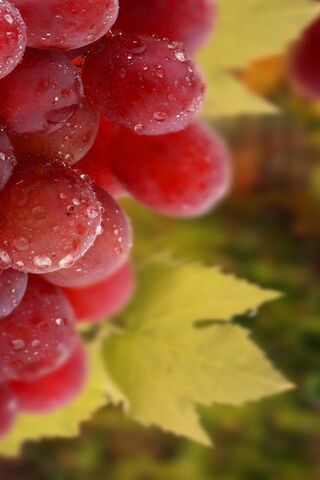 Juicy Delights: The Allure of Grapes 🍇✨