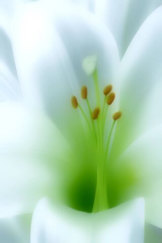 Whispers of Beleza: The Elegance of Nature 🌸✨