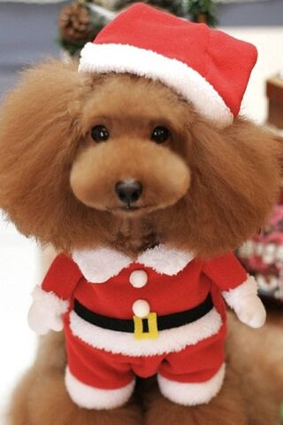 क्रिसमस कुत्ता