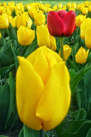 Lale: A Symphony of Colors 🌷✨