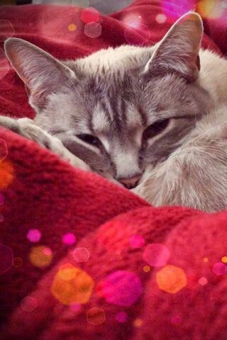 Cuddles: The Cozy Cat Nap 💤❤️