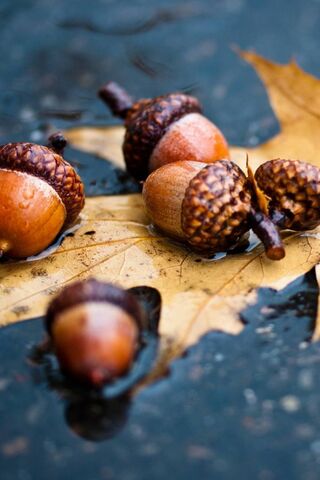 Nature's Autumn Treasures 🍂✨