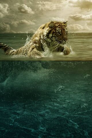 Tiger and Water