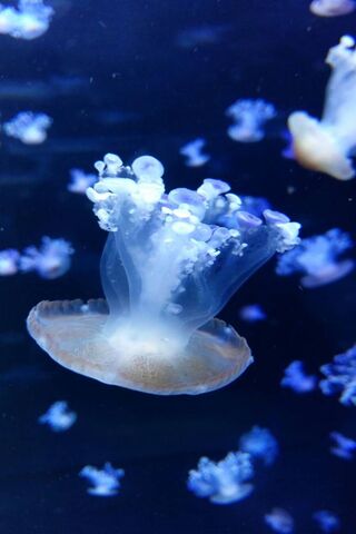 Jelly