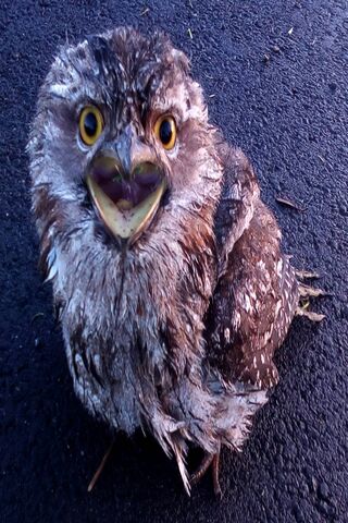 The Charming Tawny Frogmouth: Nature's Master of Disguise! 🦉✨