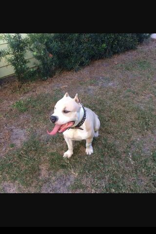 Winston the Playful Bully Man 🐶💪