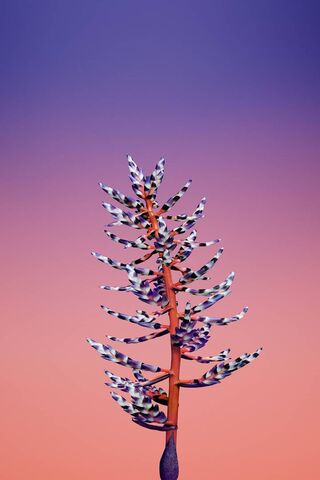 Blooming Dreams 🌸✨