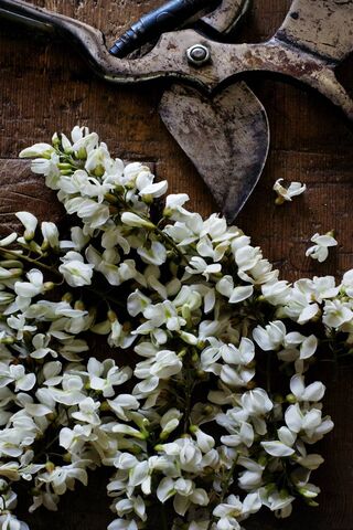 Blooming Craft: The Art of Flower Cutting 🌸✂️