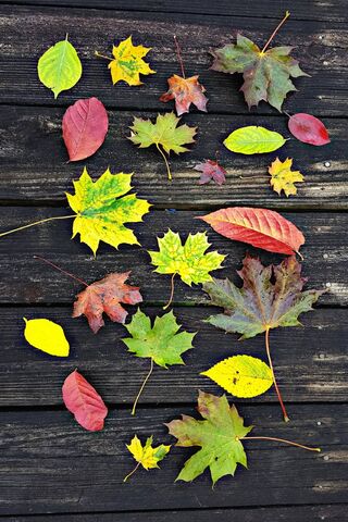 Autumn's Colorful Tapes..