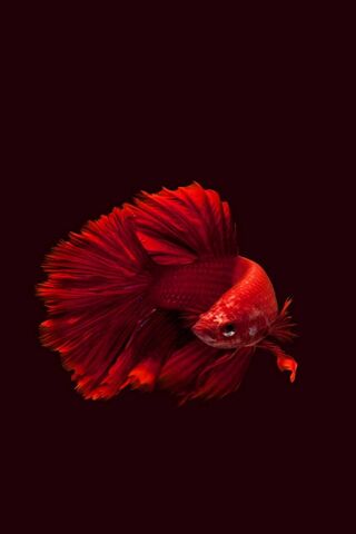 Red Fish