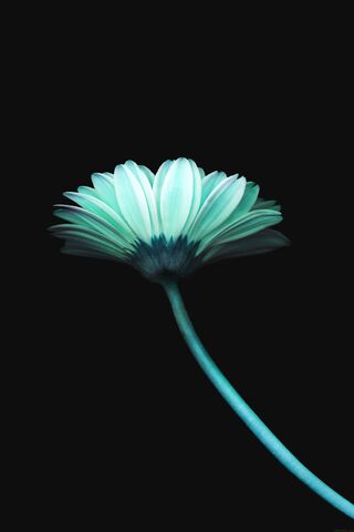 Mystical Glow: The Enchanted Flower 🌸✨