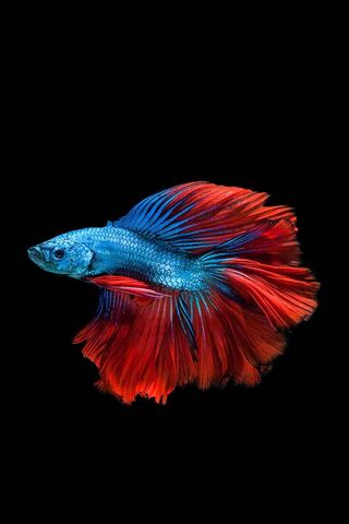 Vibrant Elegance: The B..