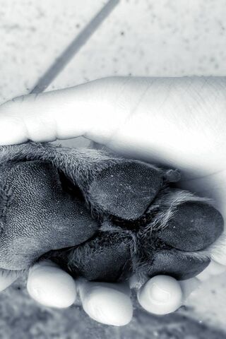 Paw-sitive Connections: A Bond Between Species 🐾🤝