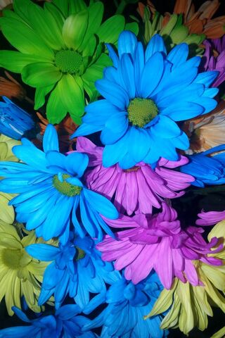 Dazee Daze: A Colorful Floral Dream 🌼✨