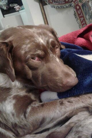 Freckles the Cozy Companion 🐾❤️