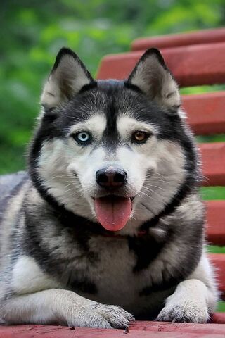 Charming Husky with Uni..