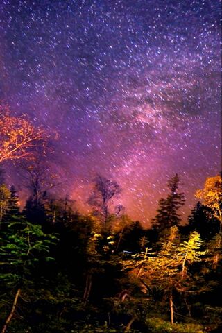 Mystical Nightfall in the Blurred Forest 🌌🌲