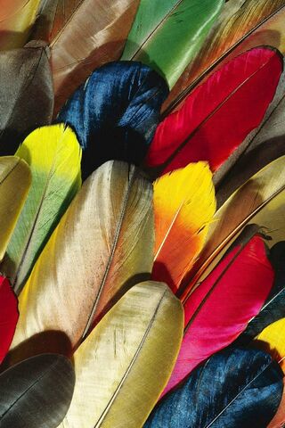 Vibrant Feathers of Imagination 🌈✍️
