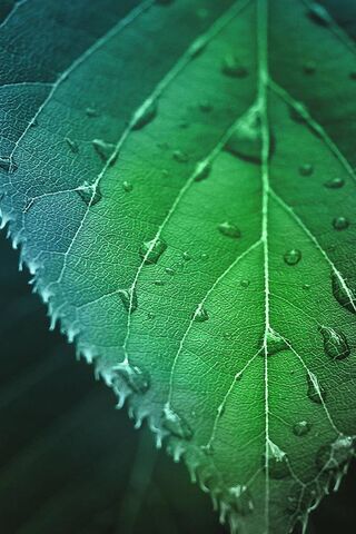 Nature's Emerald Canvas 🌿✨